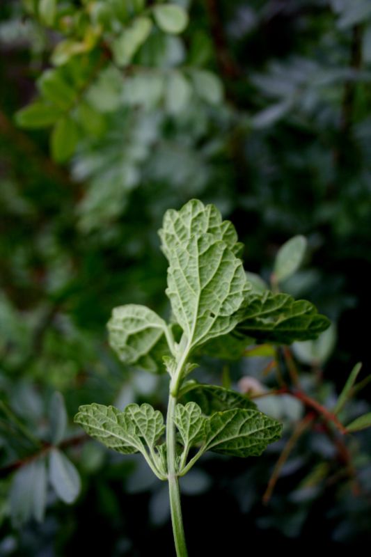 Ballota nigra